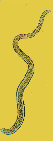 examination of pigs against Trichinella spiralis, reefer back to the end of XIX century.
