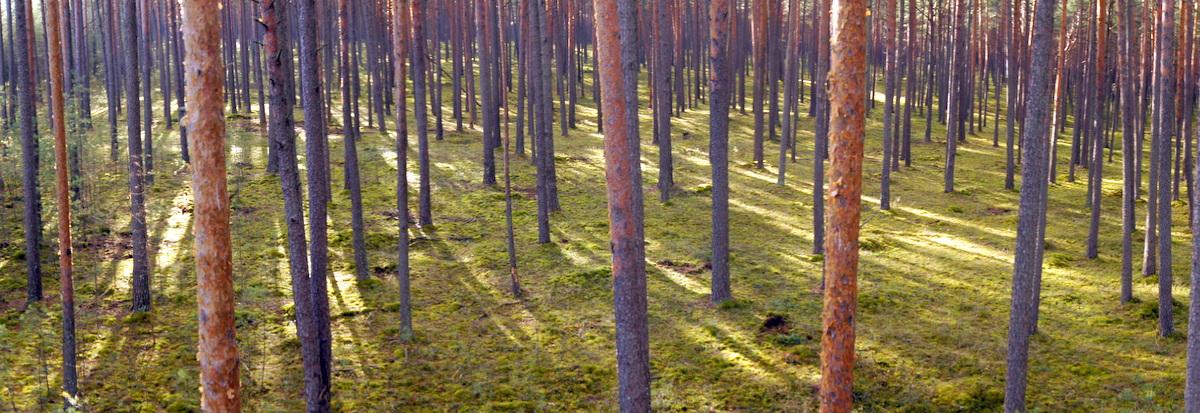 Tucholskie dr