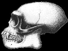 PIERWOTNE człekokształtne gibbon Hylobates