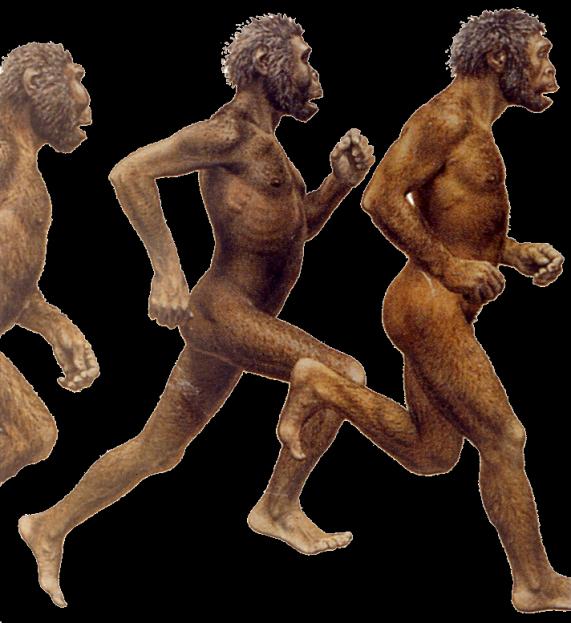 PRZYCZYNY dwunożności Australopithecus 3,8 mln lat tropy w tufie z Laetoli dowodem dwunożności 3,5 mln lat uwolnienie rąk do transportu; nogi do wytrwałego
