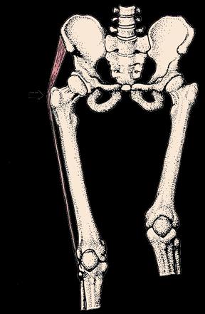 KONSEKWENCJE dwunożności Homo Gorilla Homo Sahelanthropus 7 mln