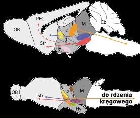 organizmie informację przenoszą nerwy i hormony ośrodki mózgu czworonoga wydzielają czynniki dające odczucia