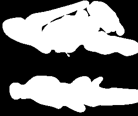 GENEZA miłości ssak nucleus accumbens i pallidum ventrale Yamamoto & Vernier (2011) sygnalizacja