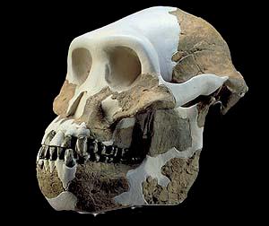 temporalis Homo habilis 2,6 mln lat mocniejsze uzębienie przodków wątpliwe