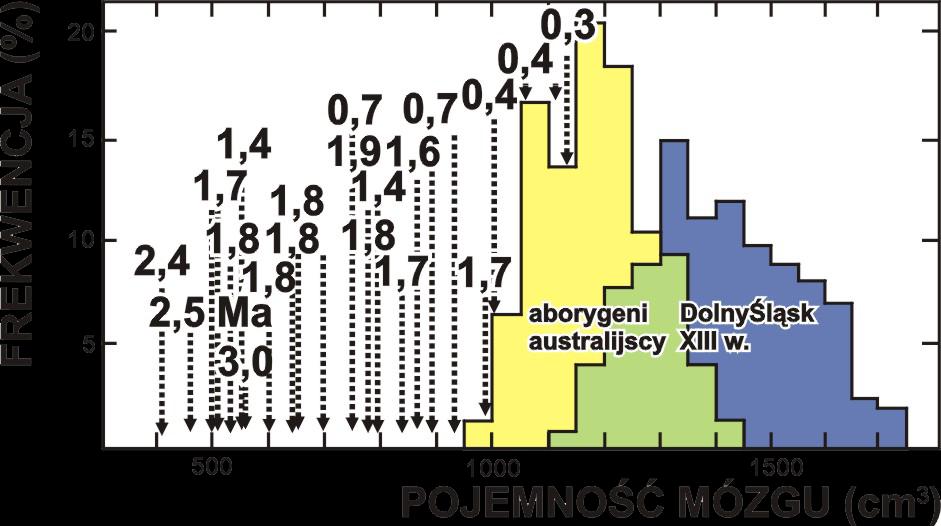 termoregulacji przy pogoni Homo za zwierzyną?