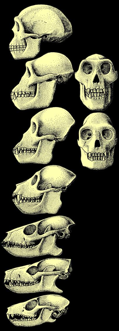 MAŁPI RODOWÓD sens przemian anatomii Homo 0,5 mln lat rozrost mózgu Australopithecus 4 mln lat dwunożność osłona oczu zamknięciem łuku jarzmowego, skostnieniem dna oczodołu i wałami nadoczodołowymi