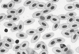 Zadanie 5. (2pkt) Na rycinie przedstawiono mikrofotografie komórek krwi ssaka (człowieka) i żaby.