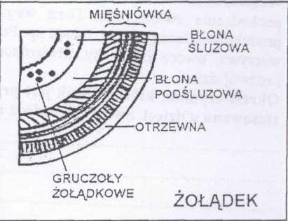 Zadanie 78. (1 pkt) W listopadzie 2003 roku jedna z firm produkujących odżywki dla dzieci przyznała się do błędu, który spowodował chorobę a nawet śmierć kilku niemowląt.
