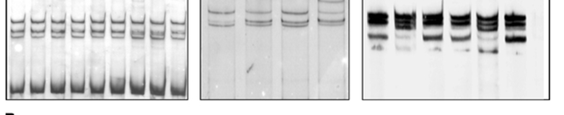 QTL genotyping: bovine MEF2C Juszczuk-Kubiak i wsp., Mol Biol Rep 2005, Inst.