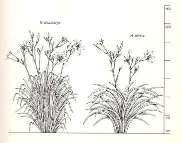 Grupa Citrina Hemerocallis altissima, H. citrina, H. coreana,, H.