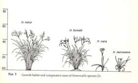 Grupa Multiflora H.