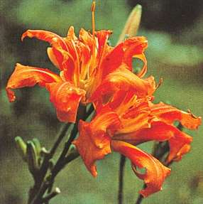 H. thunbergii H. fulva var.