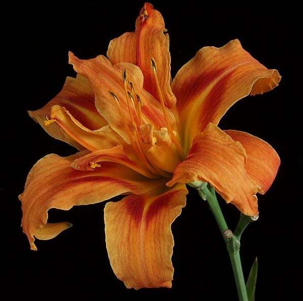 Hemerocallis