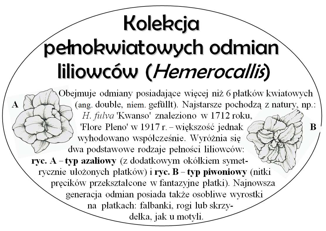 Odmiany pełnokwiatowe w