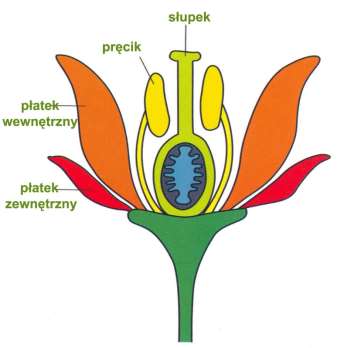 Kwiaty pełne Company