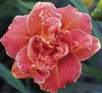 Liliowce miniaturowe Little Wild Flower Indian