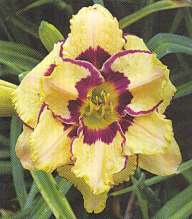 Liliowce