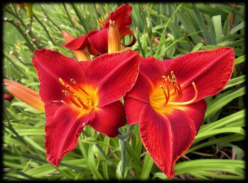 Liliowce w
