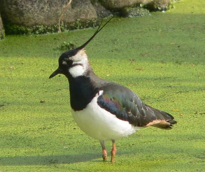 ZADANIE 2 ZWIERZĘTA PARKÓW KRAJOBRAZOWYCH Dopasuj zdjęcia zwierząt do herbów parków, na których się znajdują.