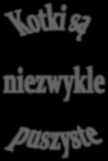 Rasa kota, a liczba kociąt Pers Syjamski Syberyjski I miot 3 5 4 II miot 6 4 6 Slajd 6: 1. Układ slajdu: Pusty 2. Wstaw obiekt WordArt z tekstem: Kotki są niezwykle puszyste 3.