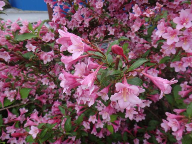 Weigela krzewuszka rodzina: przewiertniowate - Caprifoliaceae Pochodzi z Japonii, Chin i Mandżurii W Trad. Med. używana jako antidiabeticum.