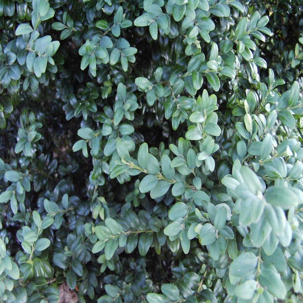 Bukszpan wieczniezielony Buxus sempervirens L.