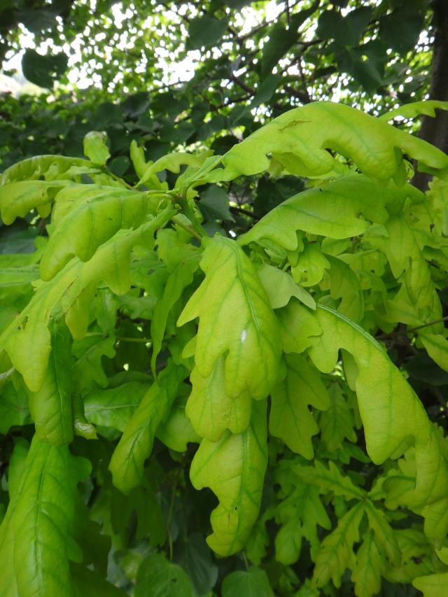 Dąb Quercus rodzina: bukowate - Fagaceae Quercus robur Linne dąb szypułkowy Quercus petraea Lieblein dąb bezszypułkowy Cortex, Folium, Frondes, Glandes Querci Ph.Eur. garbniki min.