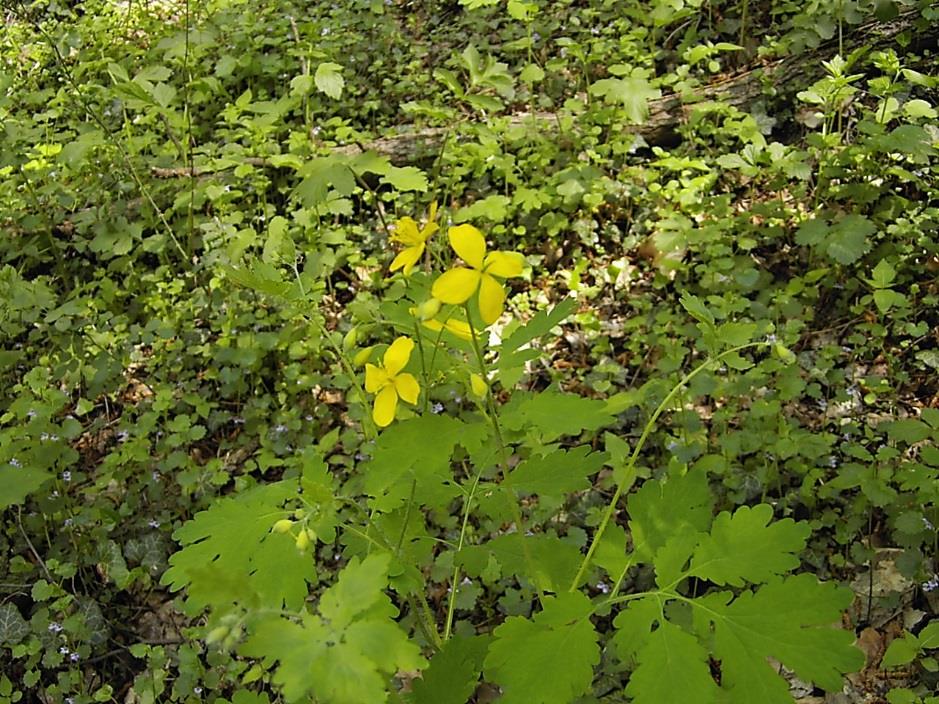 Chelidonium majus L. Glistnik w medycynie ludowej był stosowany w leczeniu nowotworów. W 1964 r.