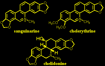 chelidonine and protopine. (Growth. 1964 Sep;28:225-31). W latach późniejszych kolejne prace potwierdzały cytotoksyczność ekstraktów z Chelidonium wobec wielu różnych nowotworów, np.