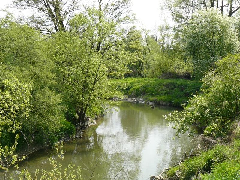 Czeremcha zwyczajna Prunus padus L.