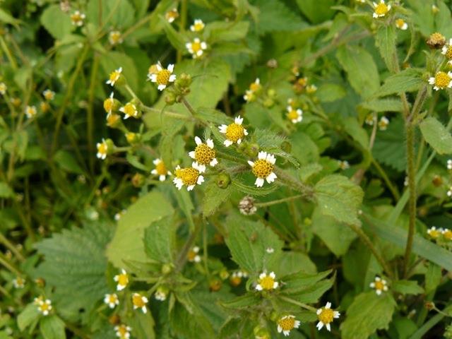 Galinsoga żółtlica (Compositae = Asteraceae) W Polsce 2 gatunki: 1. Żółtlica drobnokwiatowa Galinsoga parviflora Cavanilles; 2.