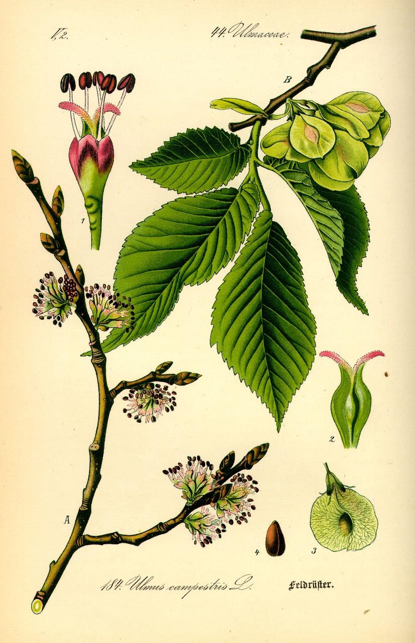 Flawonoidy, fenolokwasy, glikozydy fenolowe Wiąz - Ulmus Wiąz szypułkowy Ulmus laevis Pall. (Ulmus effusa Willd.) Wiąz górski Ulmus glabra Huds. = U.