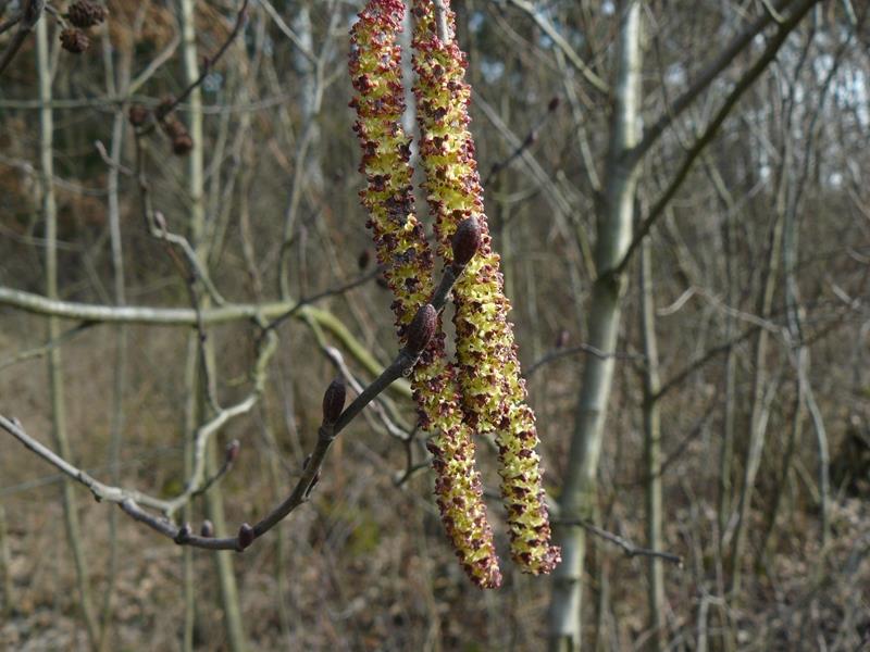 Olcha (olsza) - Alnus Olcha czarna Alnus glutinosa (L.) Gaertn. Olcha szara Alnus incana (L.) Moench. Kwiaty męskie.