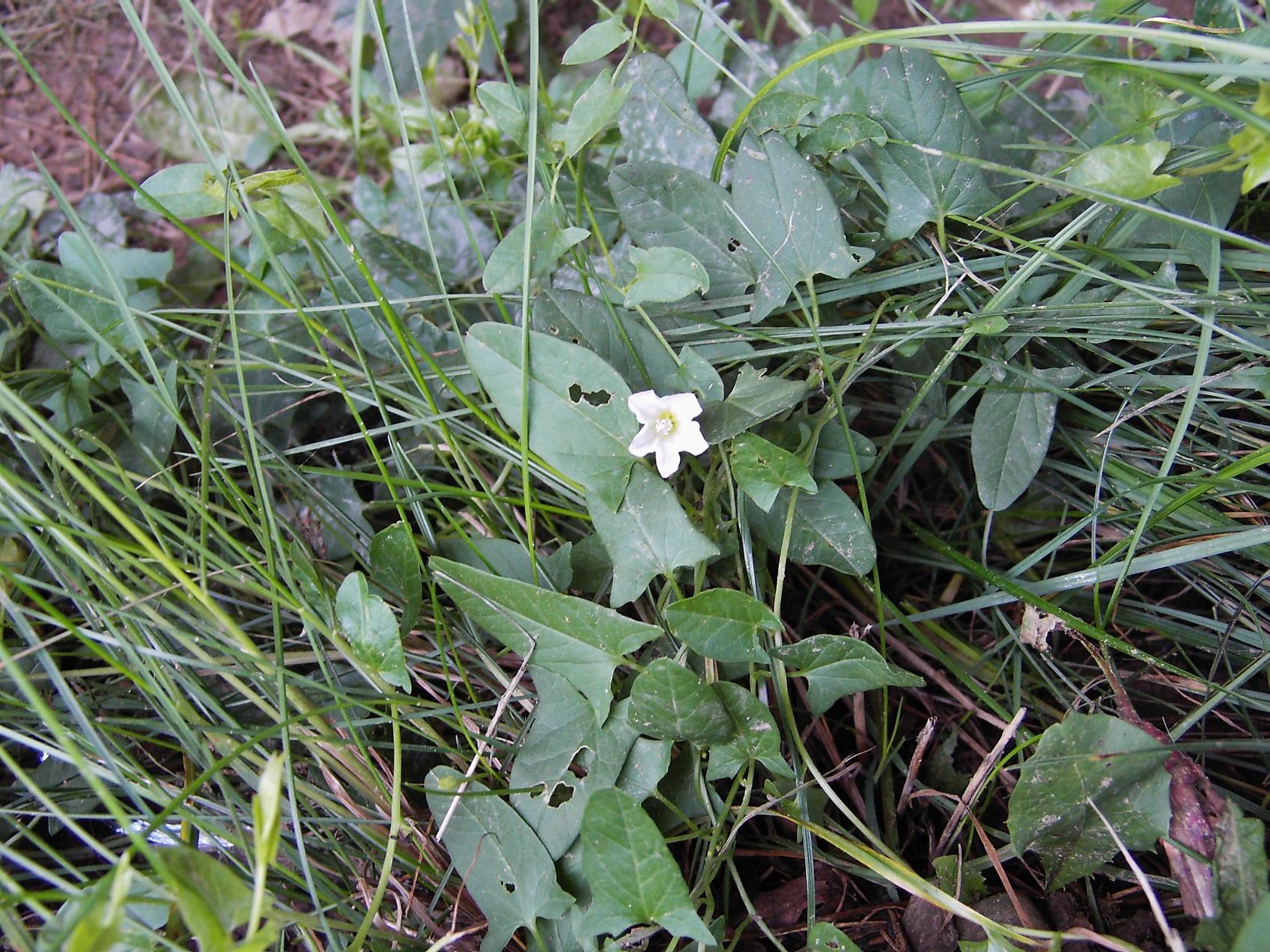 Powój polny Convolvulus arvensis L. (Convolvulaceae) Surowcem jest ziele i korzeń Herba et Radix Convolvuli.