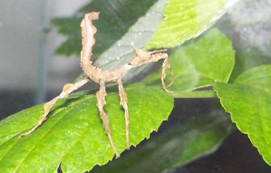 12:00 Obserwacje botaniczne czyli o patyczakach i straszykach - Krzysztof Rafalski lat 12, biolog i hodowca Krzysztof zaprezentuje hodowaną od lat kolekcję swoich patyczaków oraz straszyków; opowie o