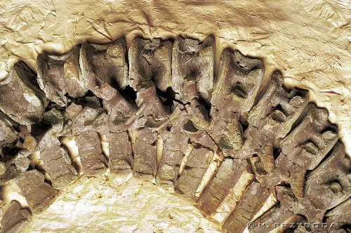 Fitozaur był gadem wodnym osiągającym ok. 3,5 m długości. Pod względem trybu Ŝycia bardzo przypominał Ŝyjące dziś gawiale (grupa krokodyli występująca w Indiach).