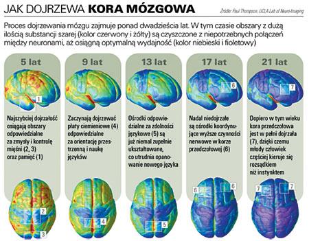 Rozwój fizyczny Funkcjonalne doskonalenie ośrodkowego układu