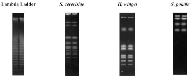 Markerami w PFGE są albo konkatemery DNA faga (50 kb), albo chromosomy S.