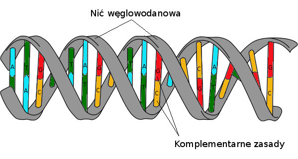 Diagnostyka w hematoonkologii Badania molekularne Sekwencjonowanie