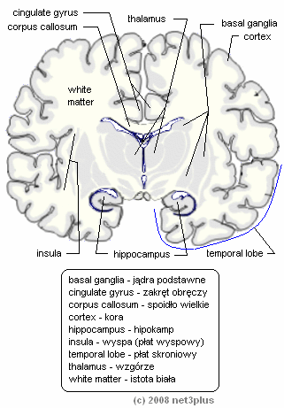 W procesy oceny sytuacji zaangażowane są różne struktury mózgu (m.in.