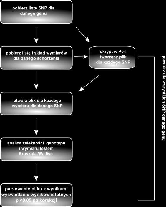 Rycina 12. Schemat działania narzędzia obliczeniowego, które automatycznie wylicza asocjacje poj. SNP z danego genu z wymiarami w wybranej grupie.