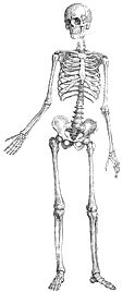 Tkanka kostna Powstaje najczęściej na drodze kostnienia chrząstki szklistej lub z przekształcenia tkanki łącznej właściwej. Proces kostnienia kończy się u mężczyzn ok.