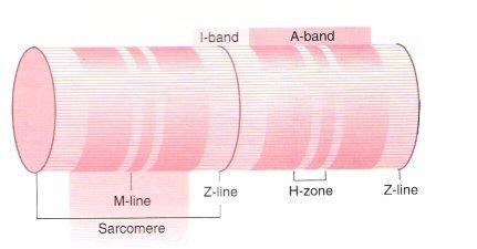 dystrofina utrofina Linia Z Prążek I Prążek A Prążek H Linia M Z + ½ I + A + ½ I + Z aktynina, desmina filamenty aktynowe filamenty miozynowe i filamenty aktynowe filamenty