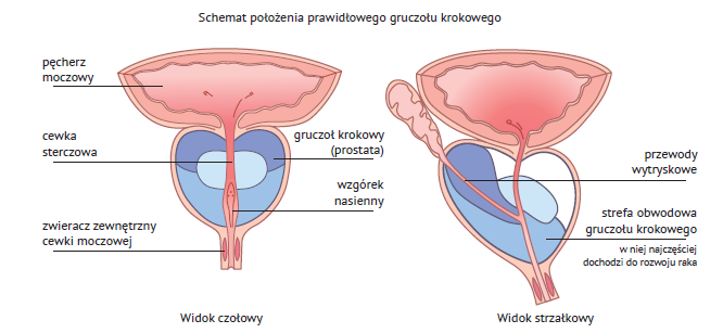 Gruczoł krokowy Źródło: http://www.pturol.