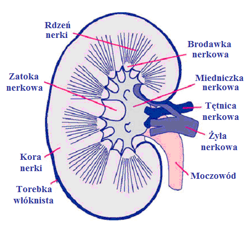 Budowa nerki (http://www.