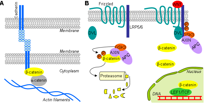 Fig.1. β-katenina pełni dwie główne funkcje w komórce. Z Wisniewska, J Neurochem 2013 A β-katenina oddziałuje z Kadherynami przy błonie komórkowej i kotwiczy je w cytoszkielecie aktynowym.