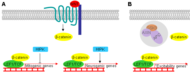Fig. 2. Proponowane role β-kateniny w neuronach dorosłego mózgu.