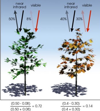 PWSZ w Tarnowie, GIS w ochronie środowiska, II rok, kierunek Ochrona Środowiska LABORATORIUM NR 6BIS, NDVI Normalized Difference Vegetation Index Opracowano kilka wskaźników roślinności używanych do