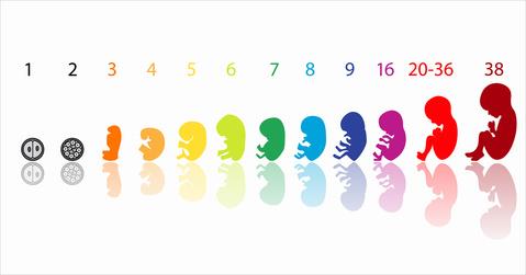Pierwszy okres rozwoju człowieka od poczęcia do narodzin. Trzy trymestry : o 1. trymestr: 0-3 miesiąc; o 2. trymestr: 4-6 miesiąc; o 3.