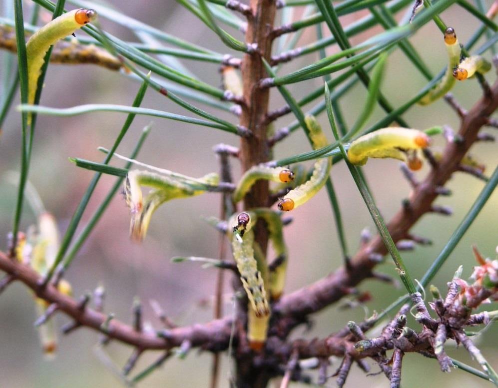 AKTUALNE PROBLEMY OCHRONY LASU 2014 CURRENT PROBLEMS OF FOREST
